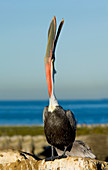 Brown Pelican