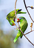 Red-crowned Amazon Pair