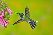 Purple-bibbed Whitetip Hummingbird