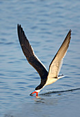 Black Skimmer