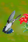 Broad-billed Hummingbird