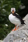 Atlantic Puffin (Fratercula arctica)