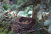 American Robin Nestlings