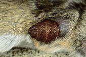 Bot Fly Larva in Mouse
