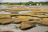 Coastal Marsh in Florida
