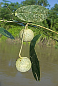 'Amazonian tree fruit,Leonia glycicarpa'
