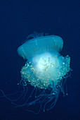 Crown Jellyfish