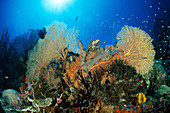Papua New Guinea Reef
