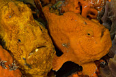 Longlure Frogfish