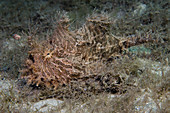 Striated Frogfish