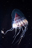 Mesopelagic Jellyfish