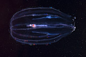 Comb Jelly