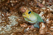 Yellowheaded Jawfish