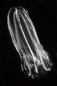 Northern Comb Jelly