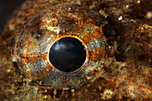 Eye of Shorthorn Sculpin