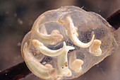 Coast Range Newt Eggs