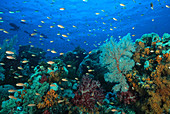 Reef in the Banda Sea