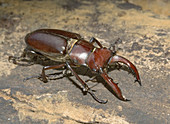 Male American Stag Beetle
