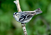 Black-and-white Warbler (Mniotilta varia)