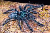 Antilles Pinktoe Tarantula