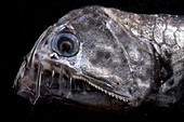Sloane's Viperfish