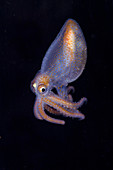 Juvenile Octopod
