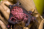 Harlequin Frog