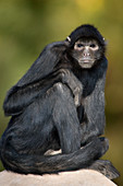 Colombian Black-faced Spider Monkey
