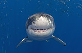 Great White Shark