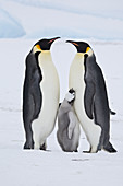 Emperor Penguin chick begging for food