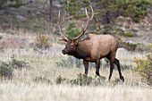 'Rocky Mountain Elk bull in rut,running'