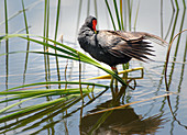 Common Gallinule