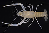 Florida Cave Crayfish