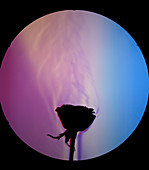 Schlieren Image of a Rose's Aroma