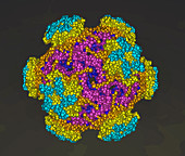 Type 16 HPV