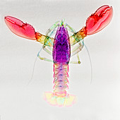 'Lobster,X-ray'