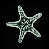 'Starfish,X-ray'