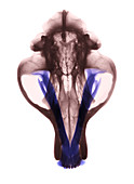 X-Ray of Kodiak Bear Skull