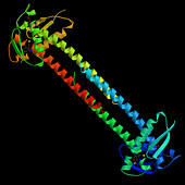Pseudomonas Aeruginosa Protein