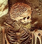 Prehistory Skeletal Remains