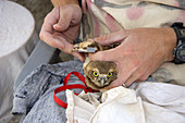 Measuring the Wing of an Owl