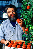 Plant Physiologist With Tomatoes