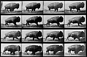 Muybridge's Bison