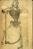 Persian Anatomical Illustration