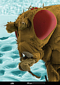 SEM of a Mutant Fruit Fly