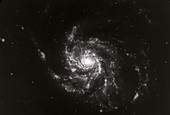 'Pinwheel Galaxy,M101'