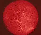 Sun's surface