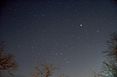 Canis Major