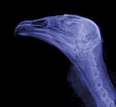 'Turkey Vulture Head,X-Ray'