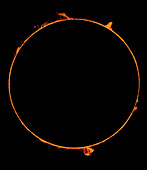 Solar Prominence